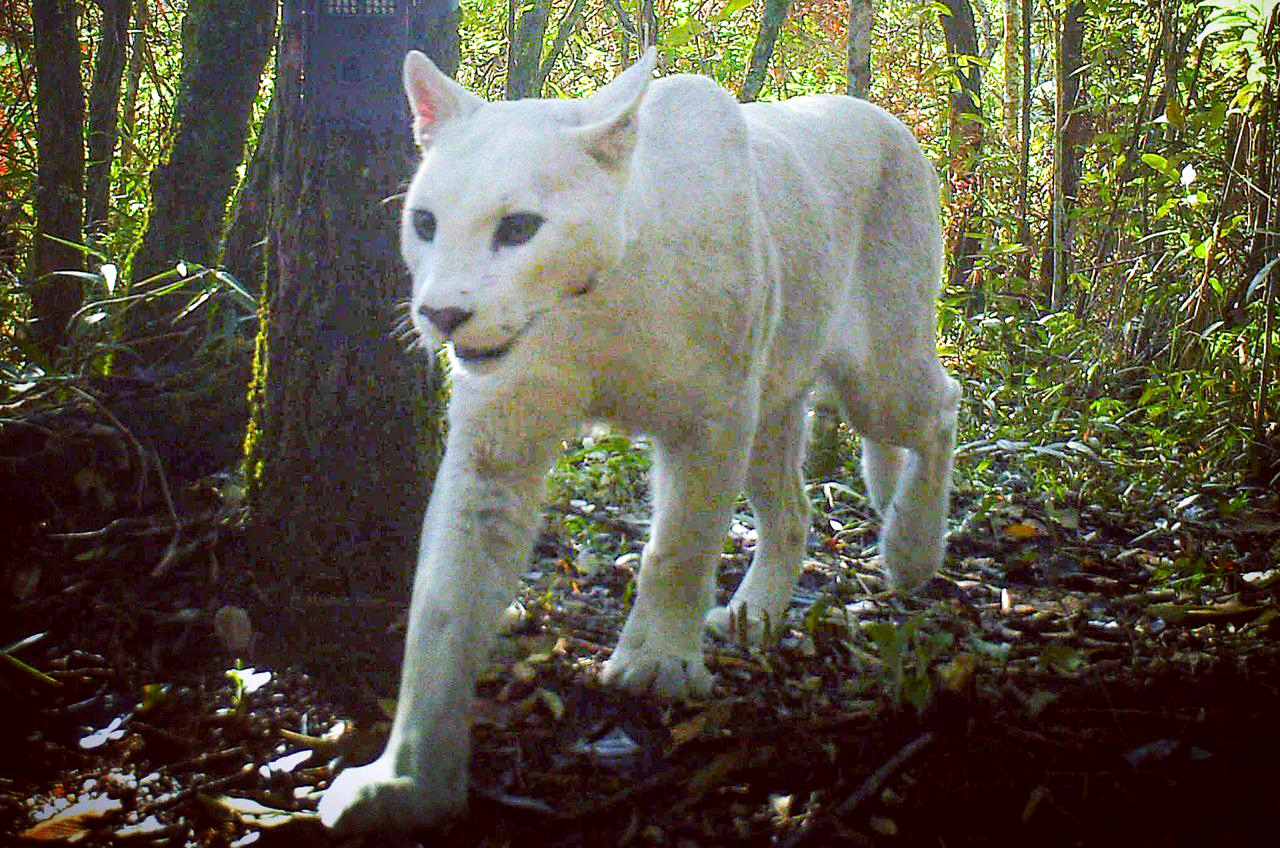 onça parda branca caminhando dentro da mata