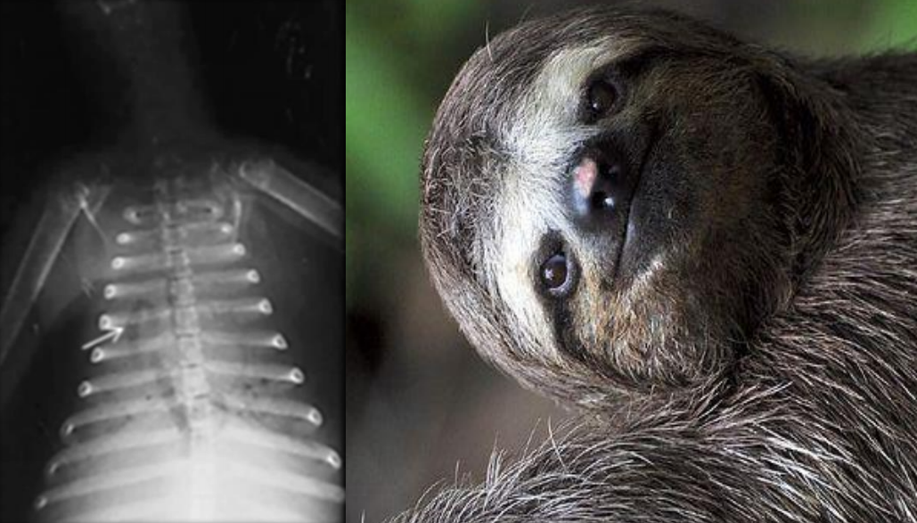 radiologia veterinária